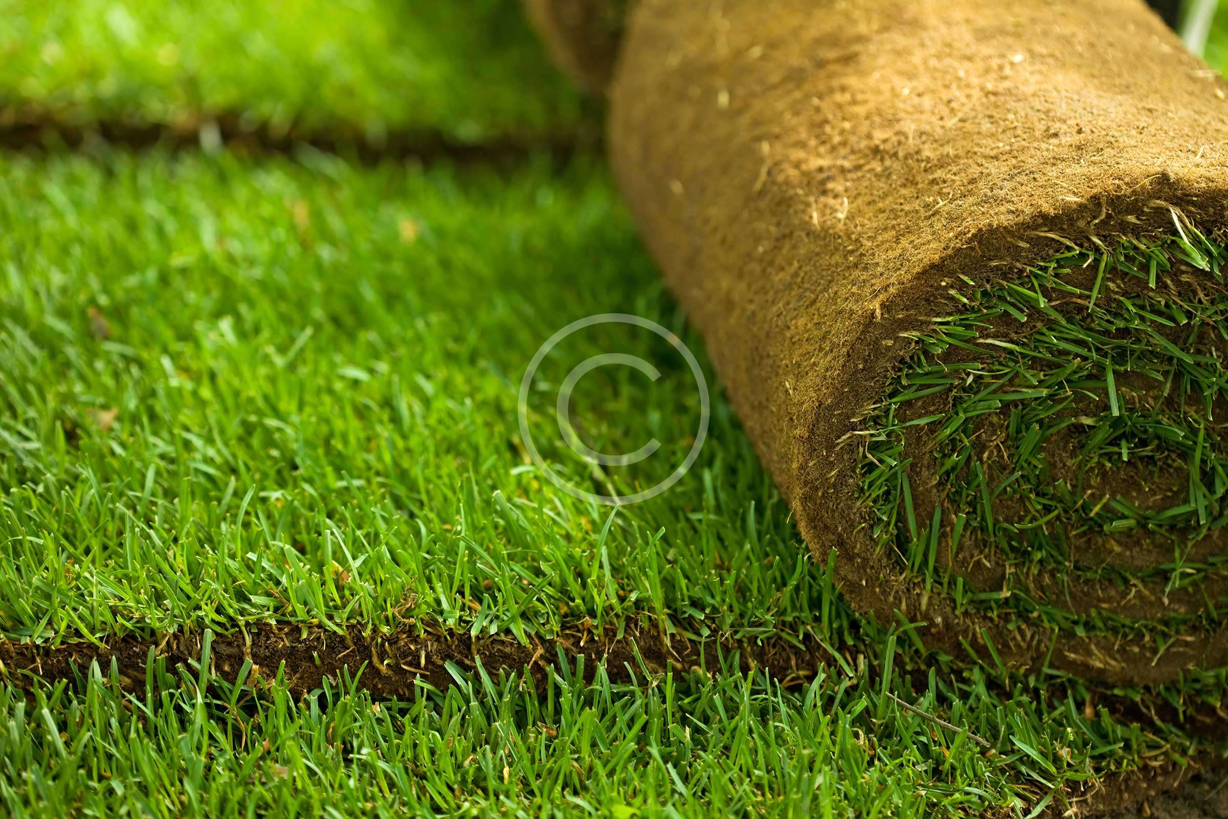 Gardening Boosts Mental Health